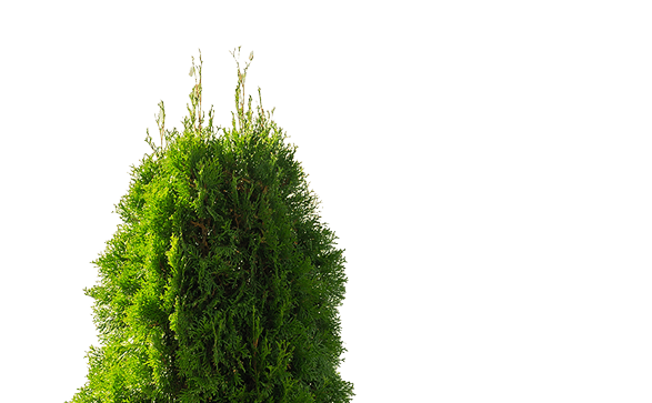 Преимущество